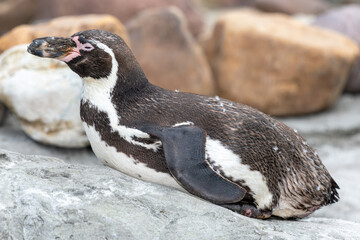Close up of a Humboldt penguin (Spheniscus humboldti)