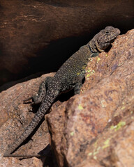 lizard on a rock