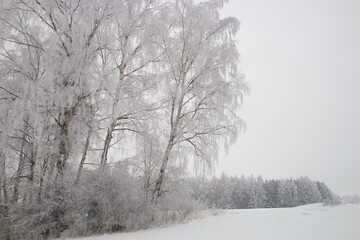 Birch old frosty tree winter season