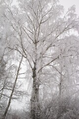 Frosty Birch tree from winter season