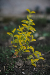 flowers on the ground