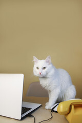 a white fluffy domestic cat with a pink nose and green eyes works on a white laptop and studies online. cat freelancer