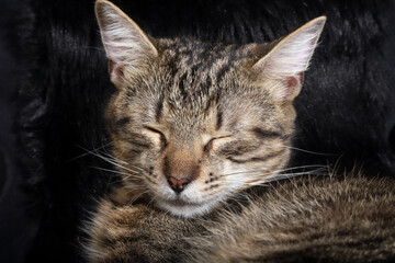 Fototapeta na wymiar close up portrait of a cat