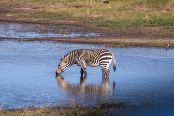 Fototapeta na wymiar Zebra am Wasserloch in der Karoo in Südafrika