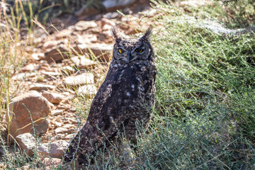 Uhu im Mountain Zebra Nationalpark in Südafrika