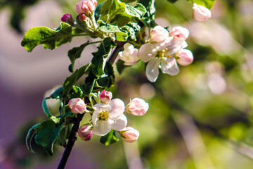 Lovely, Delicate Pink & White Apple Blossom with Buds Budding- Border, Background, Backdrop or Wallpaper, Invitation, Flier, Garden Party, Apple Harvest Party, Poster, Banner Ad, Ad