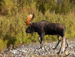 Bull Moose in Wyoming During the Fall Rut