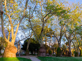 Lane with huge trees in Jardim da cordoaria, Porto.