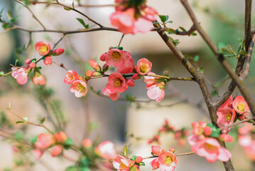 A tree with pink flowers in the garden