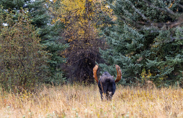 Bull Moose During the Rut in Wyoming in Autumn
