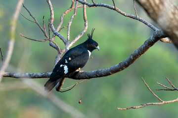 Black baza or Aviceda leuphotes observed in Rongtong in West Bengal, India