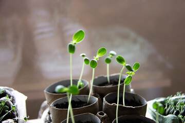 Dahlia Zinnia seedlings. Sprout growing from the pot.
