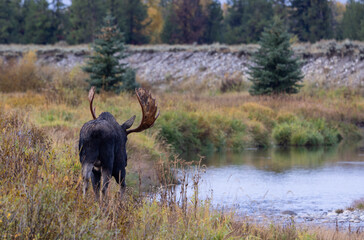 Bull Moose During the Rut in Wyoming in Autumn