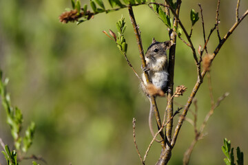 A four-striped grass mouse (Rhabdomys pumilio) resting in a tree