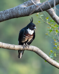 Black baza or Aviceda leuphotes observed in Rongtong in West Bengal, India - obrazy, fototapety, plakaty