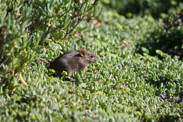 A four-striped grass mouse (Rhabdomys pumilio) playing in the sun