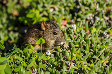 A four-striped grass mouse (Rhabdomys pumilio) eating a seed
