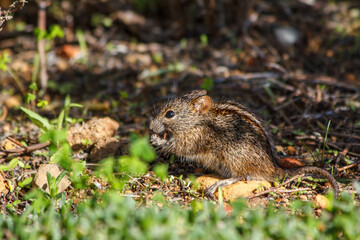 A four-striped grass mouse (Rhabdomys pumilio) eating a seed