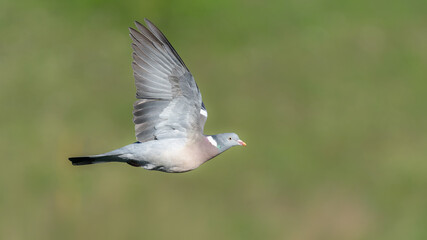 Wood pigeon in flight /Columba palumbus