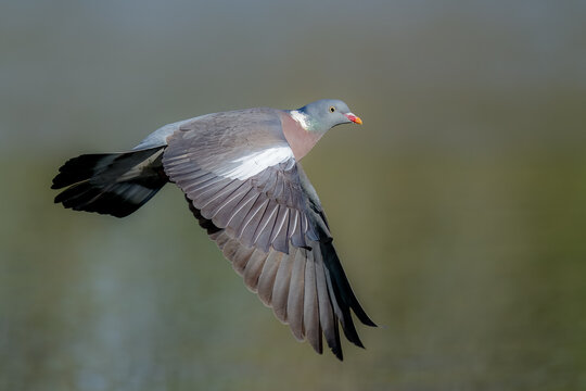 Wood pigeon in flight /Columba palumbus
