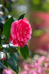 Stunning pink camelia flower. Behind are rhododendron azalia flowers, bursting into colour in spring. Photographed after a rain shower in spring at Wisley garden, Surrey UK - obrazy, fototapety, plakaty