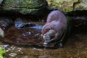 Small otter - Amblonyx Cinerea in its natural habitat in nature. The otter bathes in water.