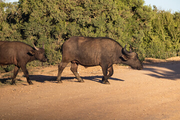 Büffel kreuzen die Straße im Addo Nationalpark in Südafrika