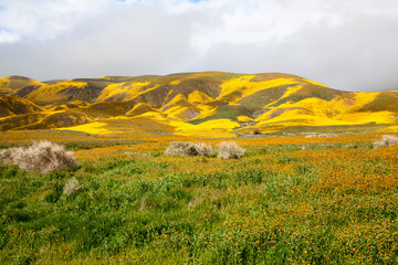 Wildflowers Blossom in Carrizo Plain National Monument, California