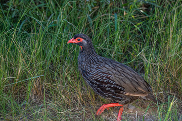 Perlhuhn im Addo Nationalpark in Südafrika