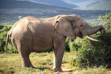 Elefant im Addo Nationalpark in Südafrika