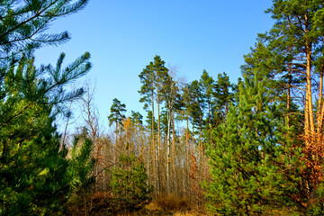Fototapeta premium Coniferous forest on a sunny day with blue sky.