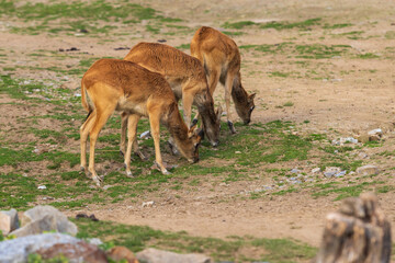 Antelope - Kobus megaceros grazes on green grass.