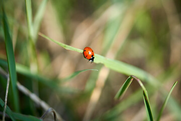 Ladybug sits on a green blade of grass.
