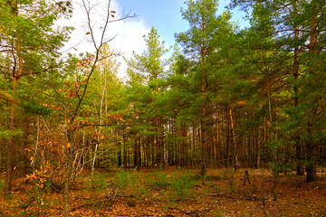 Autumn pine forest on a sunny day.