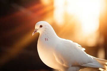 White dove illuminated by the rays of the sun. Generative AI.