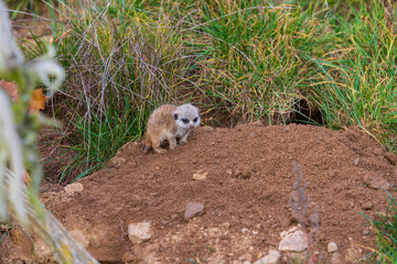 Meerkat - Suricata suricatta standing on a stone guarding the surroundings in sunny weather. Photo has nice bokeh.