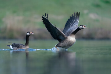 Canada greylag hybrid