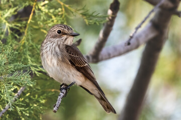 Spotted flycatcher or Muscicapa striata small passerine bird sitting on the branch, close-up portrait, green background