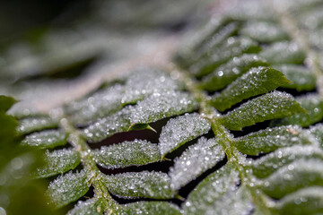 ice crystals on fern in detail with special bokeh