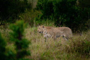 portrait of a leopard