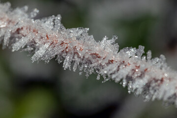 ice crystals on plants, with bokeh
