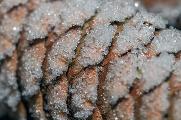 ice crystals on plants, with bokeh