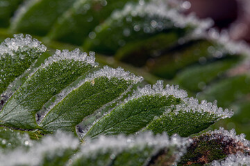 ice crystals on fern in detail with special bokeh