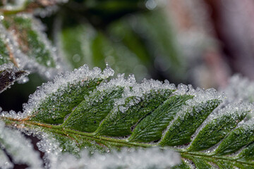 ice crystals on fern in detail with special bokeh