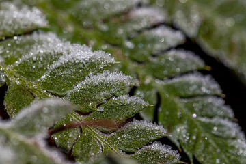 ice crystals on fern in detail, with special bokeh