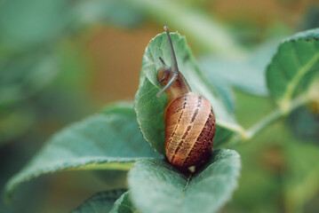 A close up of a snail over a leaf in a garden