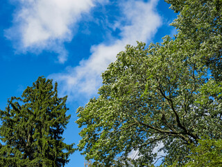 Norway spruce tree, Picea abies and Norway maple tree, Acer platanoides L. against a blue sky. Resilience, strength and beauty nature background.