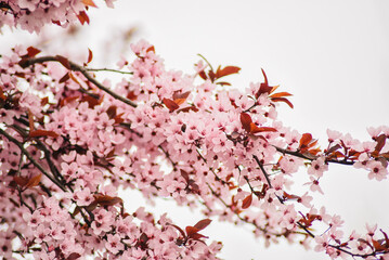 A tree with pink flowers in the spring