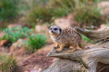 Meerkat - Suricata suricatta standing on a stone guarding the surroundings in sunny weather. Photo has nice bokeh.