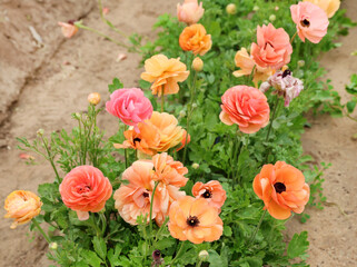 pastel ranunculus